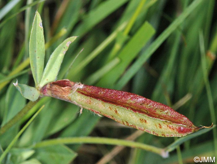 Lotus maritimus = Tetragonolobus maritimus