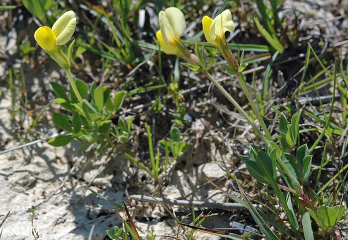 Lotus maritimus = Tetragonolobus maritimus