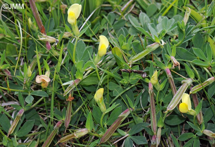 Lotus maritimus = Tetragonolobus maritimus