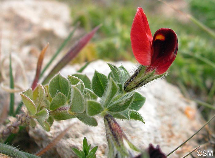 Lotus tetragonolobus = Tetragonolobus purpureus