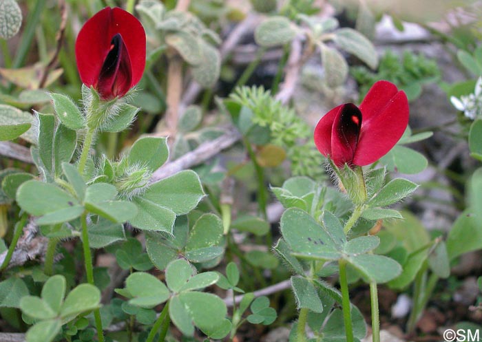 Lotus tetragonolobus = Tetragonolobus purpureus