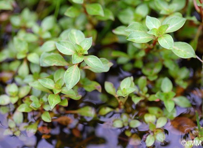 Ludwigia palustris