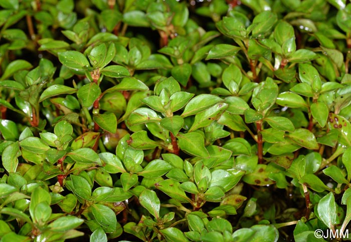 Ludwigia palustris