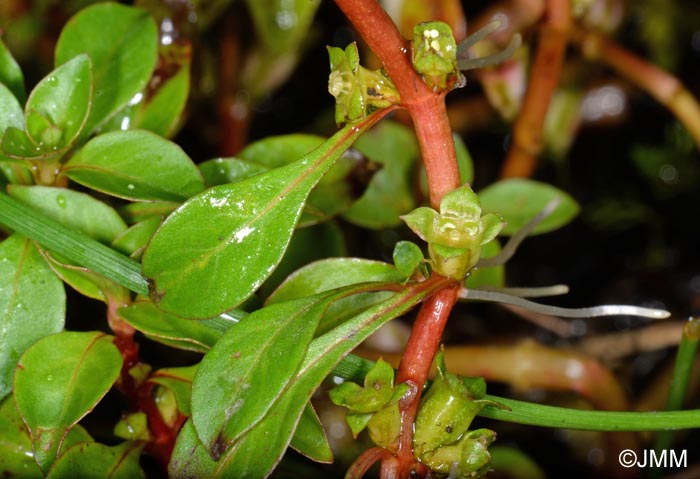 Ludwigia palustris