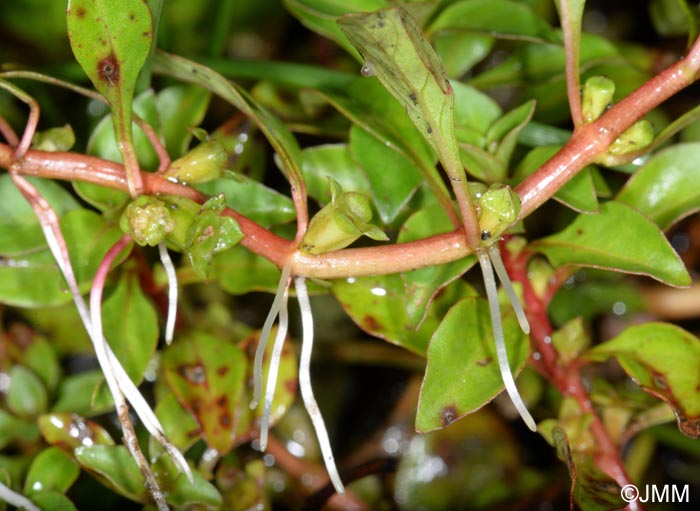 Ludwigia palustris