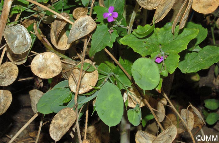 Lunaria annua = Lunaria biennis