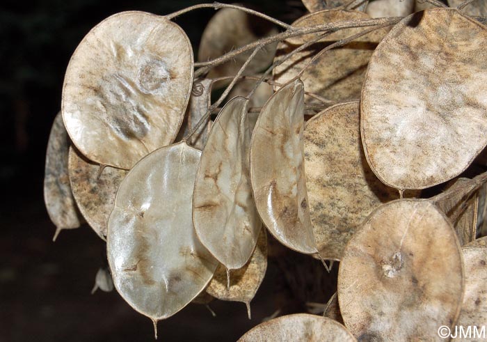 Lunaria annua = Lunaria biennis