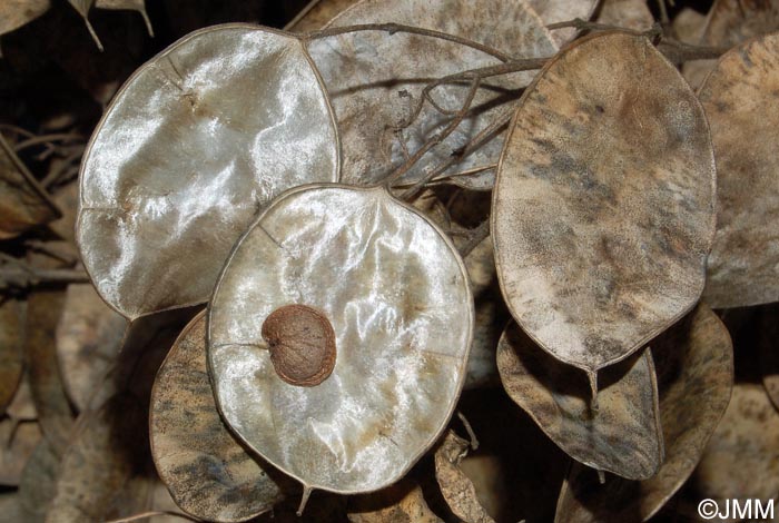 Lunaria annua = Lunaria biennis