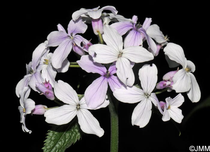 Lunaria rediviva