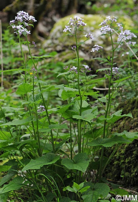 Lunaria rediviva