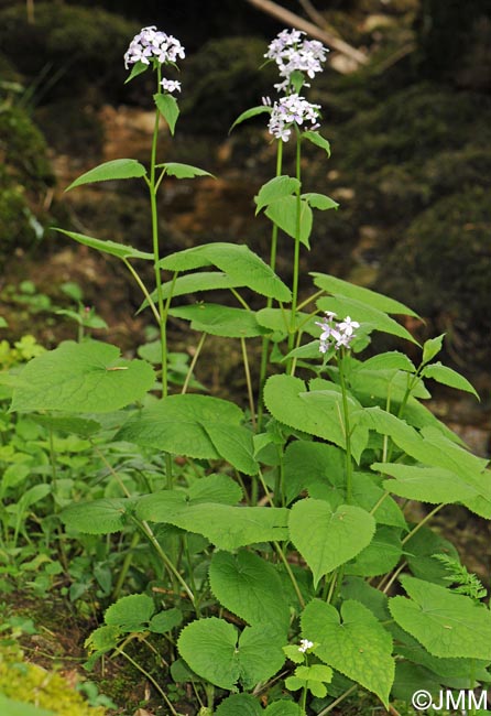 Lunaria rediviva