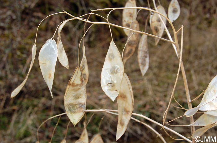 Lunaria rediviva