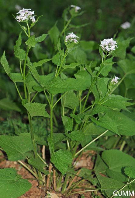 Lunaria rediviva