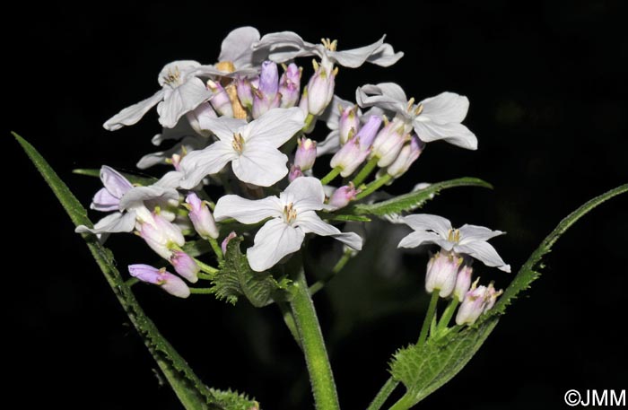 Lunaria rediviva