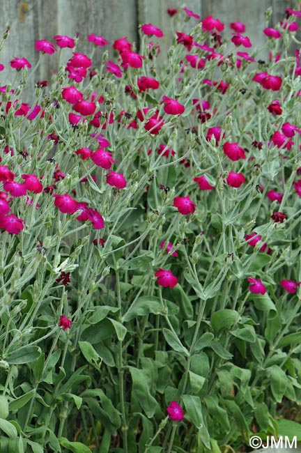 Lychnis coronaria = Silene coronaria