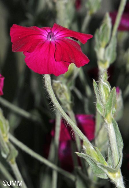 Lychnis coronaria = Silene coronaria