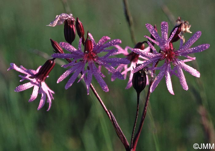 Lychnis flos-cuculi