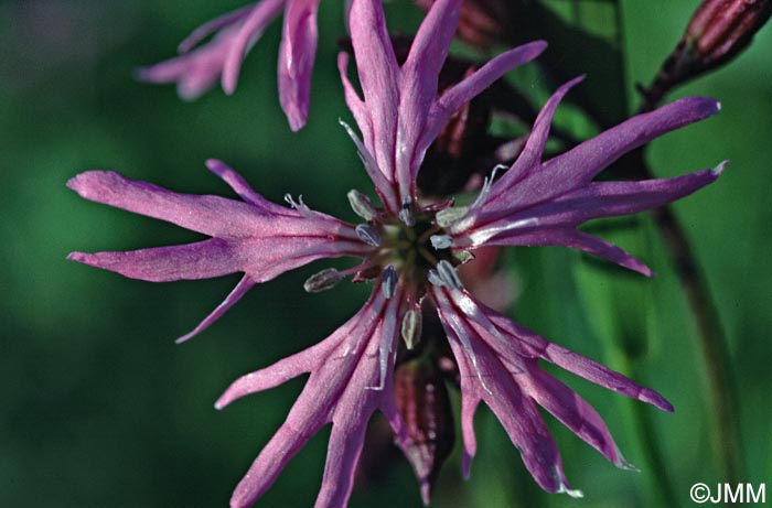 Lychnis flos-cuculi