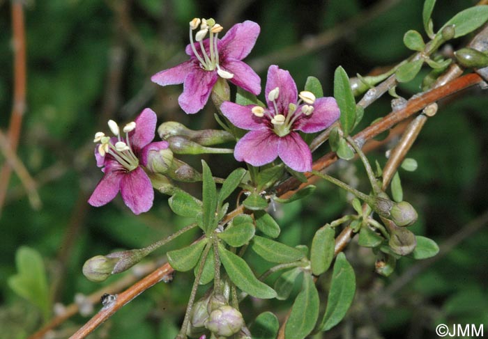 Lycium barbarum