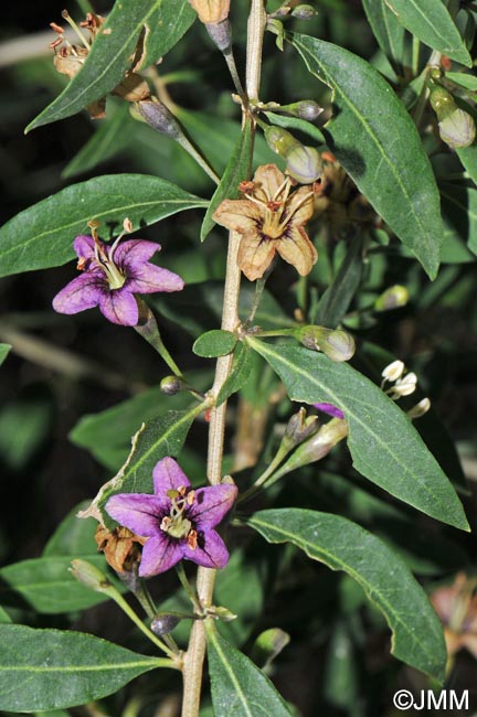 Lycium barbarum