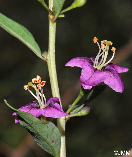 Lycium barbarum