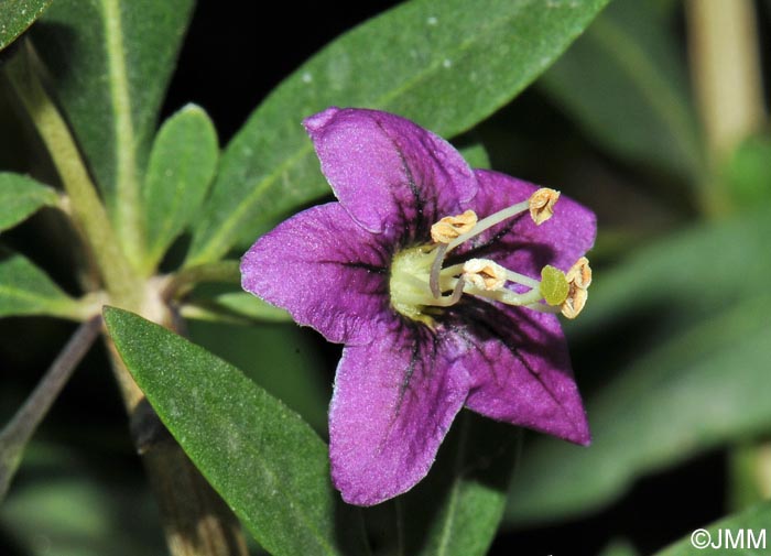 Lycium barbarum