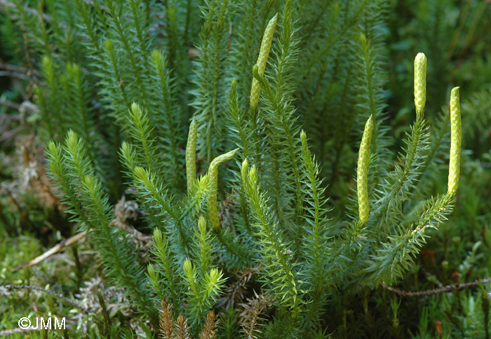 Lycopodium annotinum