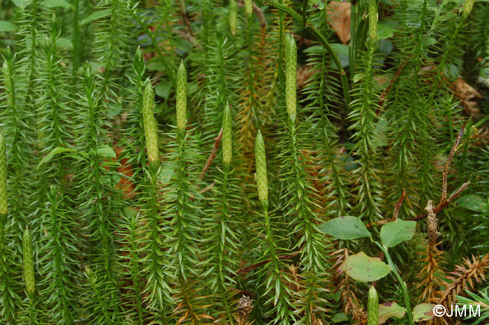 Lycopodium annotinum