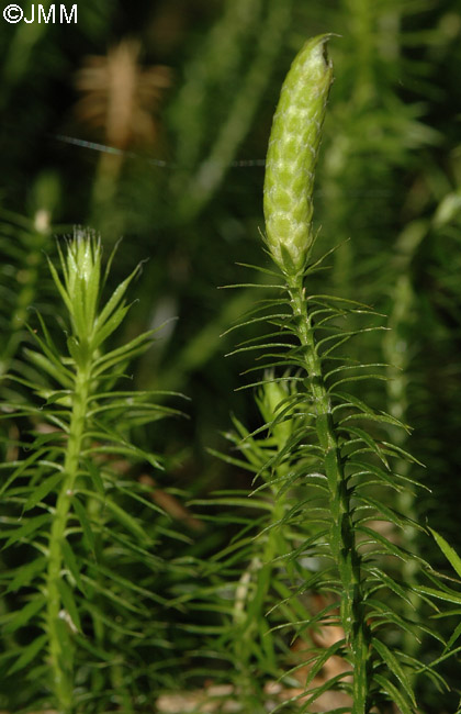 Lycopodium annotinum