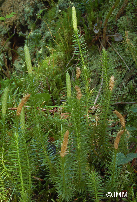 Lycopodium annotinum