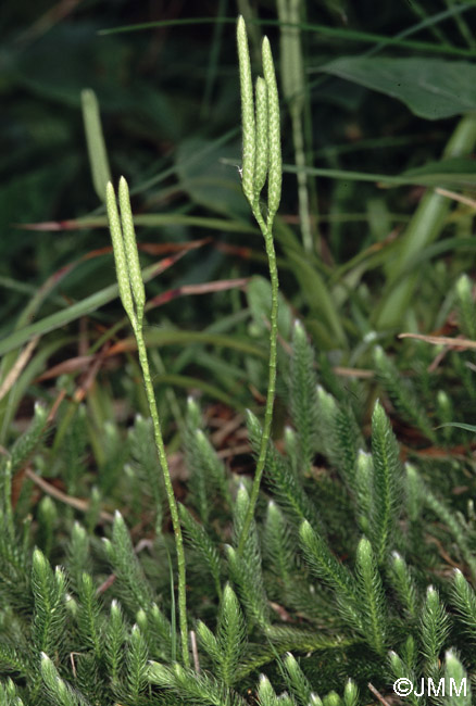 Lycopodium clavatum