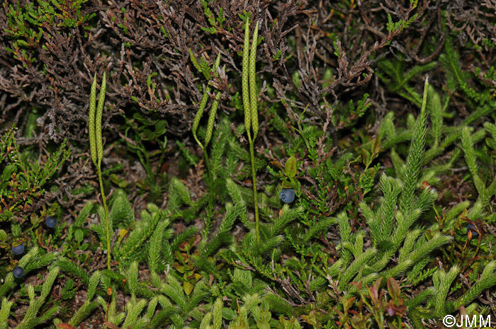 Lycopodium clavatum