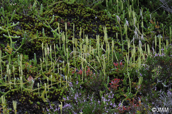 Lycopodium clavatum