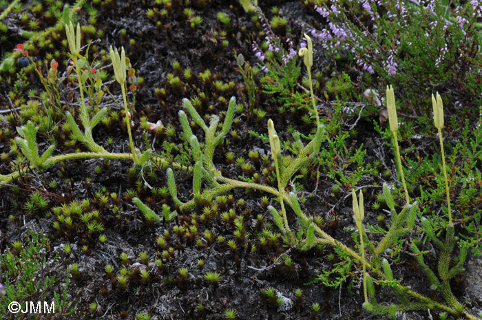 Lycopodium clavatum