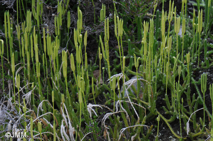 Lycopodium clavatum