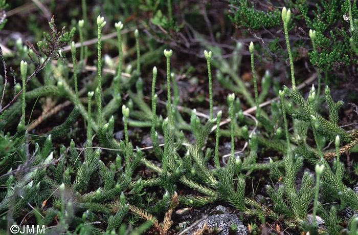 Lycopodium clavatum