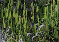 Lycopodium clavatum