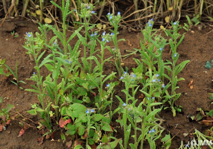 Lycopsis arvensis = Anchusa arvensis