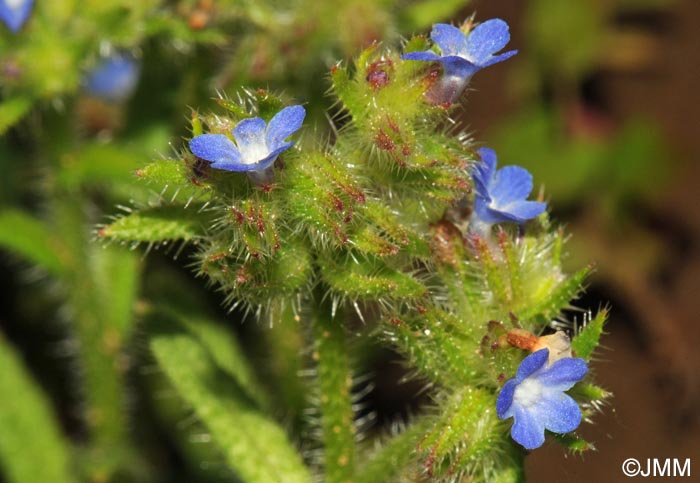 Lycopsis arvensis = Anchusa arvensis