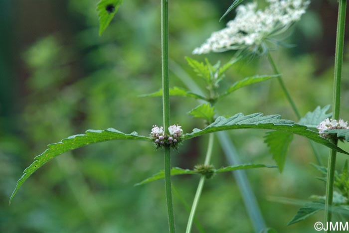 Lycopus europaeus