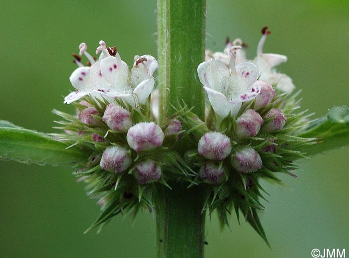 Lycopus europaeus