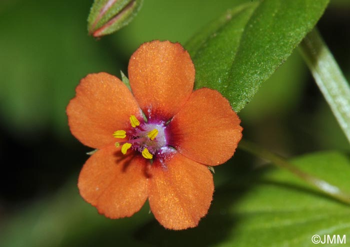 Lysimachia arvensis = Anagallis arvensis