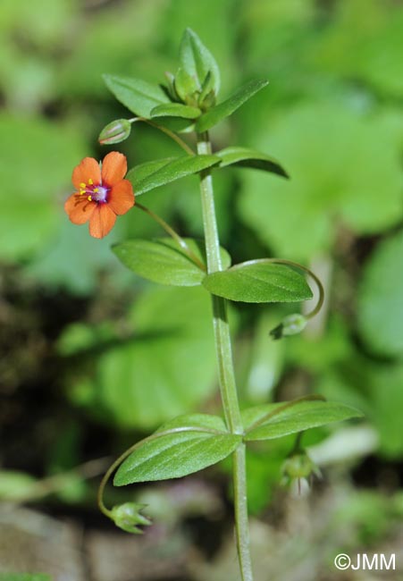 Lysimachia arvensis = Anagallis arvensis