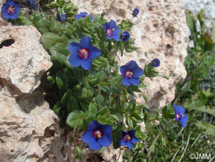 Lysimachia arvensis = Anagallis arvensis