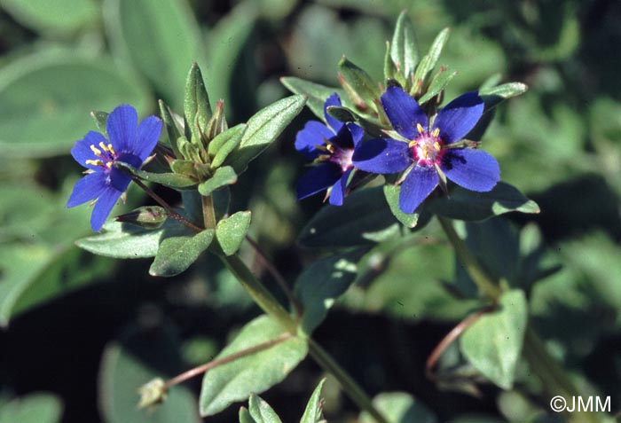 Lysimachia foemina = Anagallis foemina