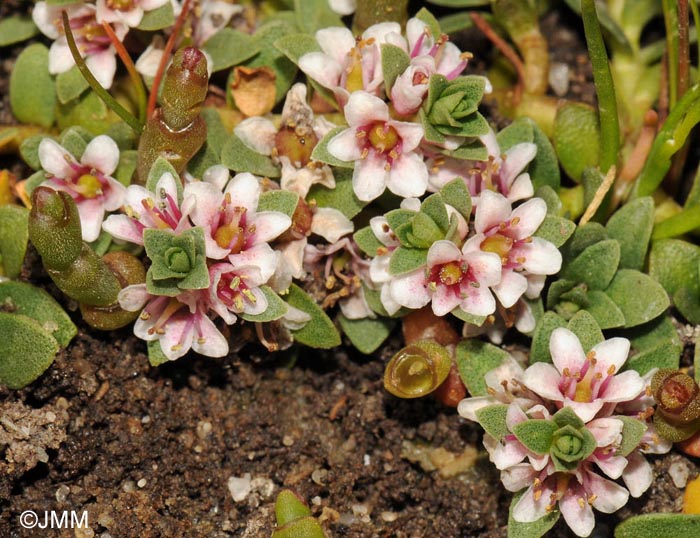 Lysimachia maritima