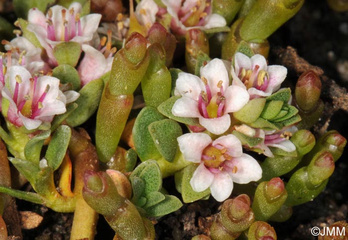 Lysimachia maritima