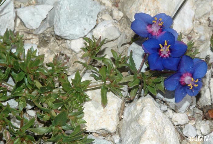 Lysimachia monelli = Anagallis monelli