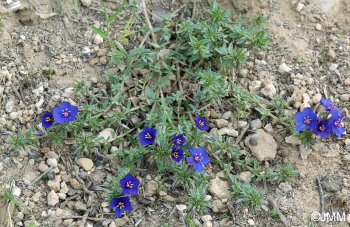 Lysimachia monelli = Anagallis monelli