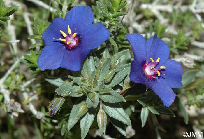 Lysimachia monelli = Anagallis monelli